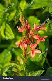 Image result for Crossandra nilotica