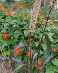 Image result for Xylotheca tettensis