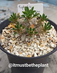 Image result for Euphorbia guerichiana