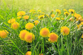 Here are the top 5 things to do with this useful and tasty plant. Real Food Encyclopedia Dandelions Foodprint