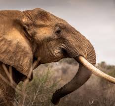 How to tell African elephant males and females apart? - Tsavo Trust