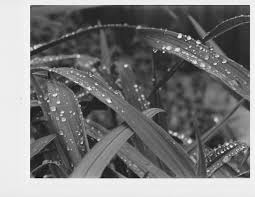 Black And White Film Photography Ideas Black And White Film Photography Beaded Water On Leaves Black And White Film Film Photography Photography Shot