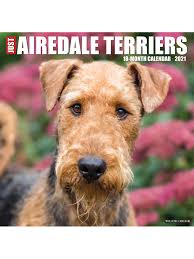 Petland florida has top quality puppies from the top 2% usda breeders available for purchase. Willow Creek Calendar Airedale Terriers Office Depot