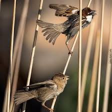 Photo Flirtation By Mehmet Beyhan Sahan On 500px