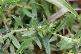 Image result for Heliotropium supinum