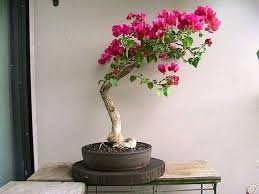 Full of colour and character they add a. Bouganvilla Bonzai Google Suche Bonzai Bouganvilla Google Suche Flowering Bonsai Tree Bonsai Tree Types Buy Bonsai Tree
