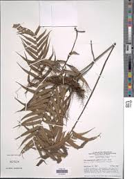 Image result for Pneumatopteris