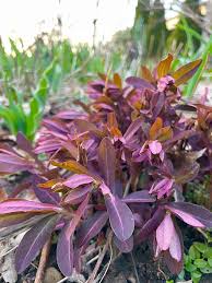 Image result for Euphorbia eranthes