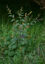 Image result for Triumfetta tomentosa