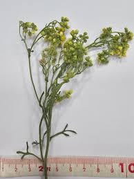 Image result for Eschenbachia stricta