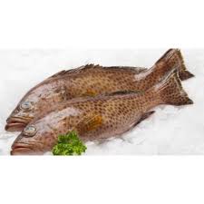 Memiliki kelebihan yakni dapat berkamuflase dan menyesuaikan warna tubuhnya dengan lingkungan sekitar. Ikan Kerapu Suppliers In Klang Valley