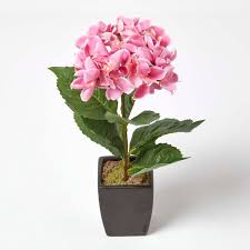 Download this premium photo about beautiful pink hydrangea flower isolated on white, and discover more than 8 million professional stock photos on freepik. Small Pink Artificial Hydrangea Flower In Black Pot 38 Cm Tall