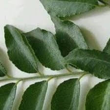 Pembayaran mudah, pengiriman cepat & bisa cicil 0%. Daun Salam Koja Atau Daun Kari Shopee Indonesia