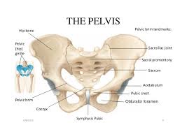 The lower leg is a major anatomical part of the skeletal system. Final Apendicular Skeleton Lower Limbs