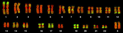 Karyotypes Biology For Majors I