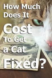 Spaying your cat will ensure she's not able to contribute to the unfortunately large unwanted cat and kitten population. How Much Does It Cost To Get A Cat Fixed Thecatsite Articles