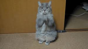 Hahahaa Funny Gif Funny Cat Videos Cat Gif