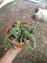 Wheel trims secure (if applicable). Cactus Pruning Info How And When To Prune A Cactus Plant Dummer Garden Manage Gfinger Is The Best Garden Manage App