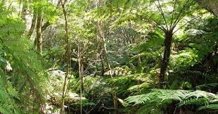 La Situacion De Los Ecosistemas De Los Bosques Tropicales Es Mas Que Alarmante Un Estudio Llevado A Cabo Por El Instituto Carnegie H Planet Earth Plants Earth