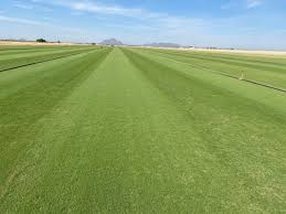 Check spelling or type a new query. Overseeding Your Warm Season Lawn West Coast Turf