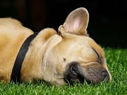 Maybe you would like to learn more about one of these? Fort Plain Veterinary Services Fort Plain Veterinary Care