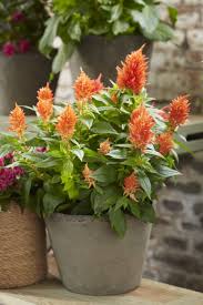Kelos Celosia Fire Orange Beautiful For In The Backyard And Indoor Planten