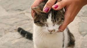 Science Teaches Us How To Properly Stroke A Cat Cat Biting Cats Cat Evolution