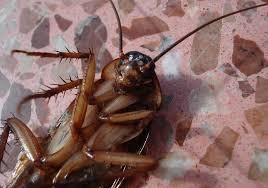 In older literature, such as imms, crickets were placed at the family level (i.e. 10 Safe And Natural Ways To Get Rid Of Annoying Cockroaches At Home Lifestyle News Asiaone