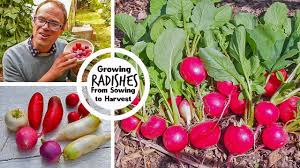 Begin starting the radish seeds indoors, using seed starters, about 4 weeks before the last frost of the season. Radishes Planting Growing And Harvesting Radishes The Old Farmer S Almanac