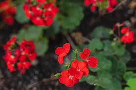 35 patio potted plant and flower ideas (creative and lovely photos). Easy Plants To Grow Outdoors