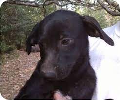 Lab puppies for adoption in tn. Jackson Tn Labrador Retriever Meet Becky A Pet For Adoption