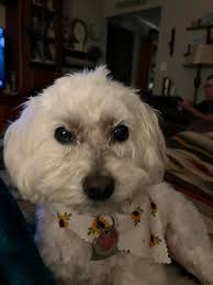 What food is good for a dog with high liver enzymes and bladder disease?