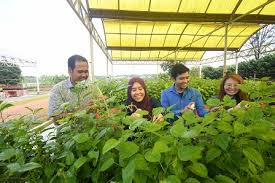 Kebutuhan akan tanaman bawang merah ini sangat tinggi, tetapi produksi di indonesia sangat hasil penelitian menunjukkan bahwa konsentrasi kolkhisin 0,05% dengan lama perendaman 72 jam dapat english : Inovasi Penggalak Fotosintesis Guna Carbon Dots Jaya Tingkat Hasil Tanaman Universiti Putra Malaysia