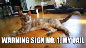The internet loves cats whether they're grumpy, happy, sad, or just moments from creating mischief. Cute Cat Memes Gifs Viral Memes
