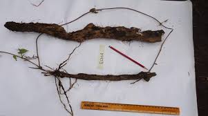 Image result for Dioscorea praehensilis