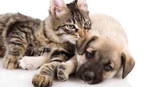Some cat groomers even travel to your home to do the grooming there to avoid making you taking your cat to. Pet Grooming Pet Go Groupon