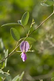 Image result for Galactia striata