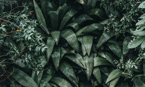 Image result for Kořenokvětka Aspidistra