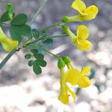 Per la pastella mescolate insieme alla farina. Piante Con Fiori Gialli