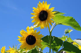 diy sunshine greenhouse miniature dollhouse kit | miniature flower shop (with lights). Sunflowers Sunshine Flower Sun Summer Blue Sky Nature Pikist