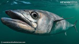 Ikan tenggiri ini merupakan salah satu kerabat dekat ikan tuna, tongkol, madidihang, makerel dan kembung. Mengenal Ikan Tenggiri Beserta Taksonomi Habitat Dan Ciri Fisiknya Hewanpedia