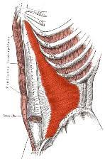 Each is a thin layer of muscle that runs between adjacent ribs. Lower Rib Pain With Deep Breathing A Case Report Cole Pain Therapy Group