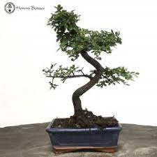 Tell us your opinion about delivery time. 42 Bonsai Tree Types Indoor Background Cebong Kampret