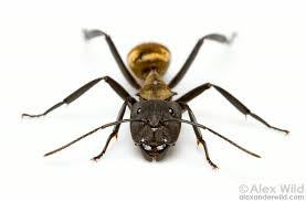 Image result for Anthericopsis