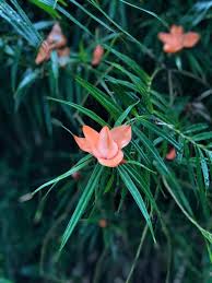 Philippine flowers on pinterest | philippines, wax flowers and orchids. Wahiawa Botanical Garden Climbing Pandanus Freycinetia Cumingiana Pandanaceae Screwpine Plant Family This Pretty Climber Is Native To The Philippines And Those Pink Flowers Will Last Two Weeks After Cutting Another