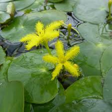 Image result for Nymphoides thunbergiana
