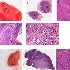 Dogs over 8 years are prone to develop prostate cancer. Pdf A Novel Canine Model For Prostate Cancer