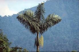 Image result for Platysepalum