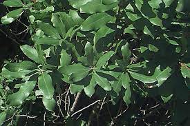 Myrica cerifera is a small evergreen tree or large shrub native to north and central america and the caribbean. Myrica Pensylvanica Northern Bayberry Candleberry Plant Database University Of Connecticut