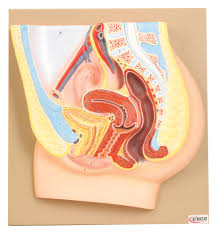 Female Pelvis Cross Section Model